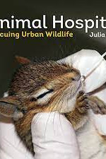 Animal Hospital: Rescuing Urban Wildlife by Coey, Julia