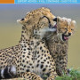 The Rough Guide to Kenya